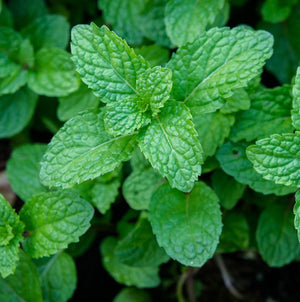 Sauna Essential Oils | Peppermint, Zesty Orange, Eucalyptus, Cedar